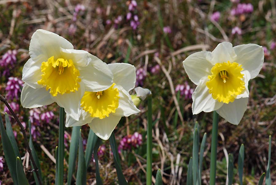 Narcissus pseudonarcissus